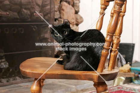 black American Curl on chair