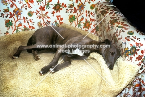 greyhound/lurcher, lying on fleece on sofa