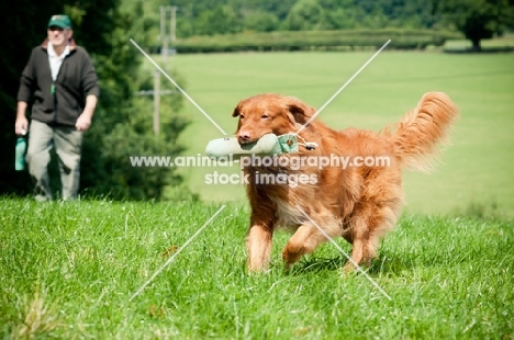 Nova Scotia Duck Tolling Retriever retrieving dummy in field