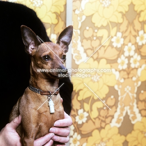 miniature pinscher wearing plastic tube identity tag