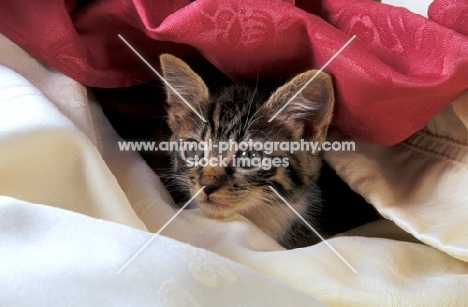 kitten among fabric