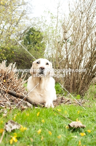 Labrador lying down in garden with stick