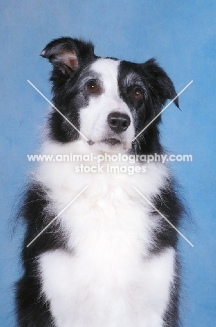 Border Collie portrait on blue background