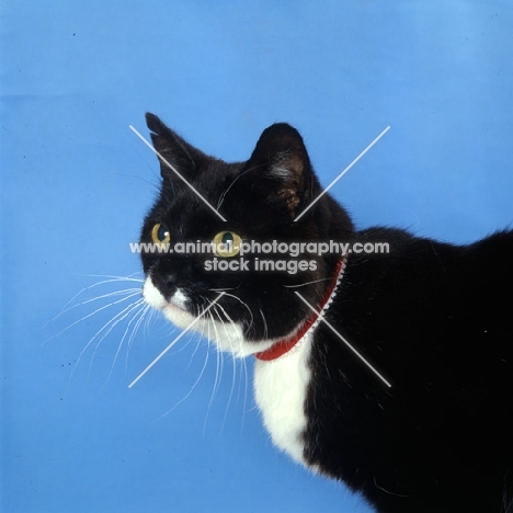 black cat with white markings wearing a collar