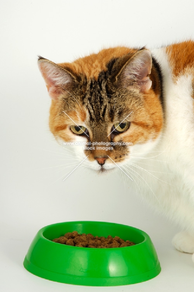 non pedigree tortie and white cat with green bowl, portrait