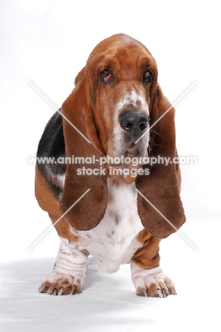 Australian Champion Basset Hound in studio