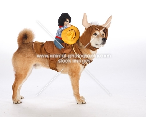 Shiba Inu in cowboy costume