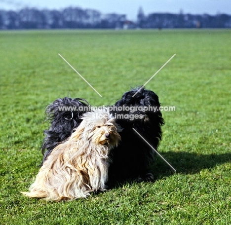 2  champion tibetan terriers 