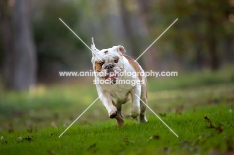 Bulldog running