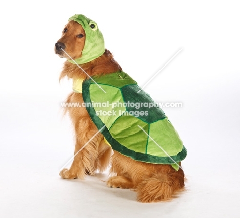 golden retriever wearing a turtle outfit