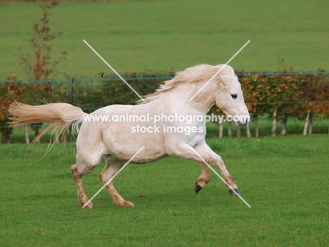 Welsh Mountain Pony (Section A) running