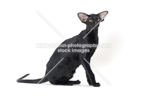 black Oriental Shorthair sitting