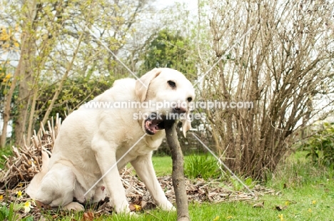 Yellow Labrador chewing a stick comically.