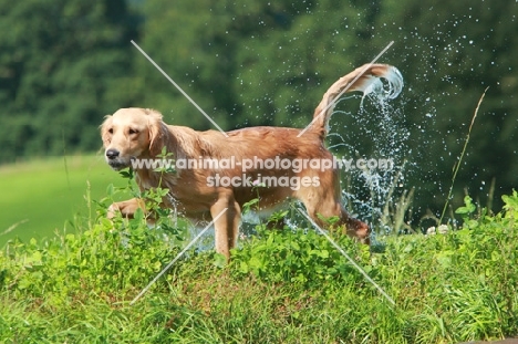 wet Labrador Retriever walking