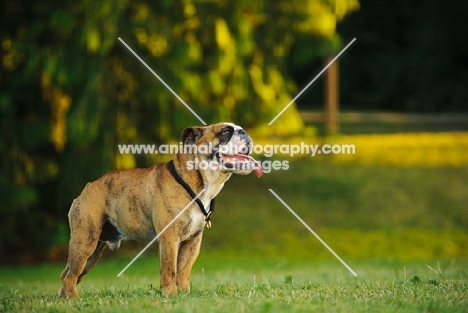 Bulldog, side view, standing on grass