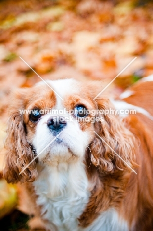 Cavalier King Charles Spaniel 