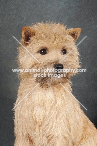 Cairn Terrier portrait on dark grey background