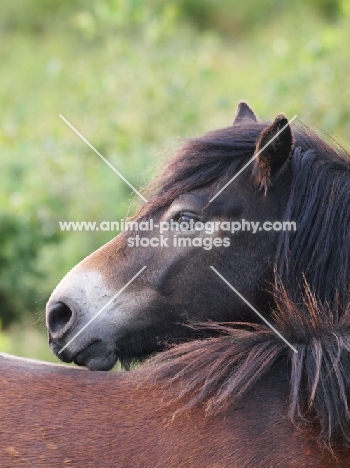 Exmoor Pony portrait looking back