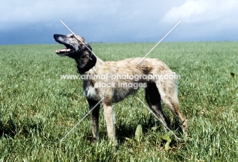 rough coated lurcher standing in a field