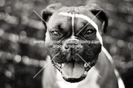 Boxer portrait in black and white