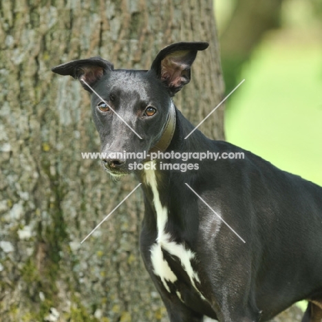 black and white Whippet