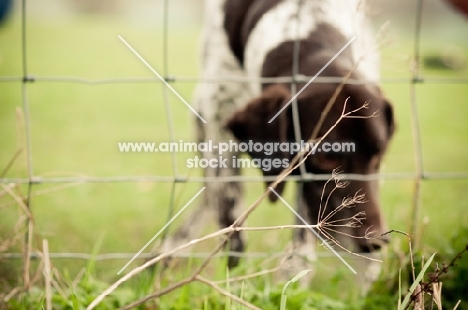 German Shorthaired Pointer (GSP) behind fence