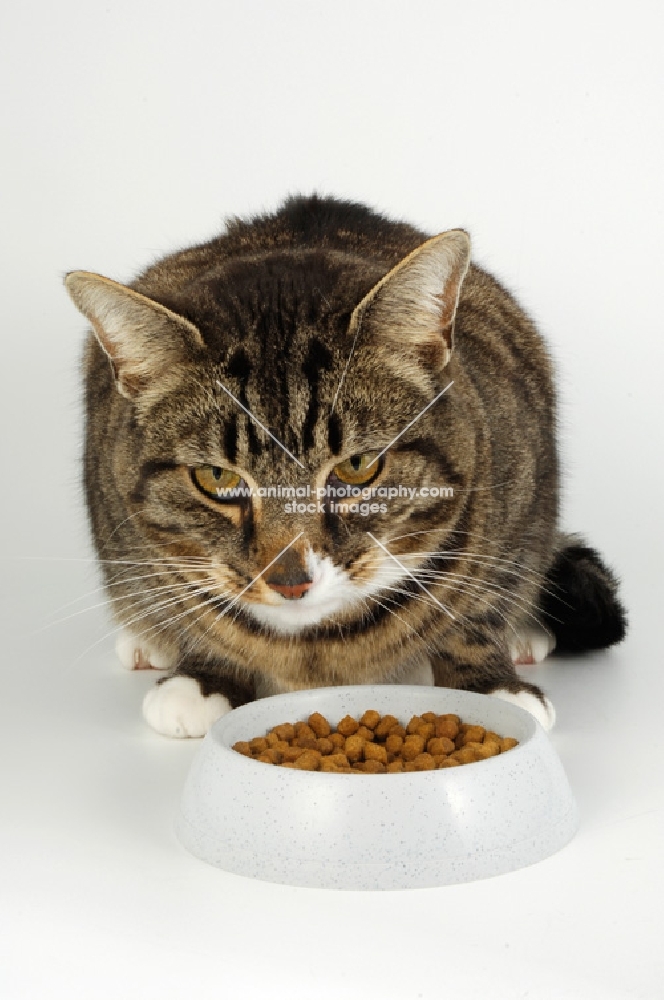 tabby and white cat eating from grey bowl