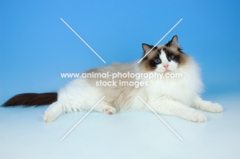 seal bi-coloured ragdoll cat lying down