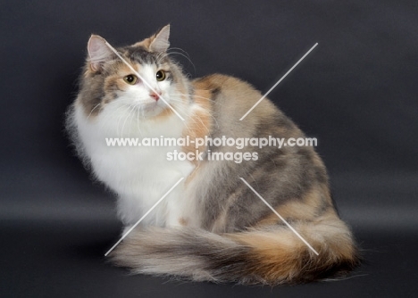 Blue Classic Torbie & White Norwegian Forest Cat, sitting