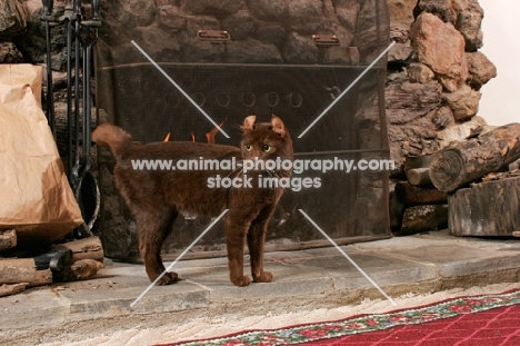 American Curl near fireplace