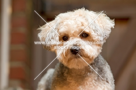 Yorkipoo (Yorkshire Terrier / Poodle Hybrid Dog) also known as Yorkiedoodle