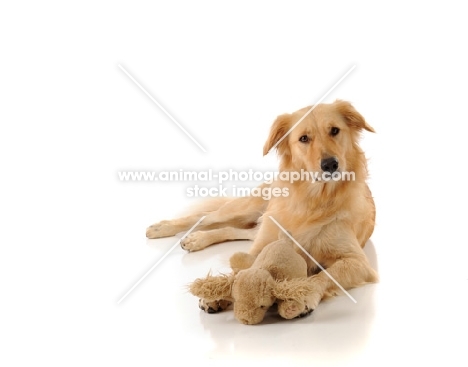 Golden Retriever with soft dog toy