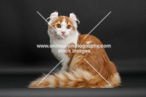 Red Mackerel Tabby & White American Curl, sitting down