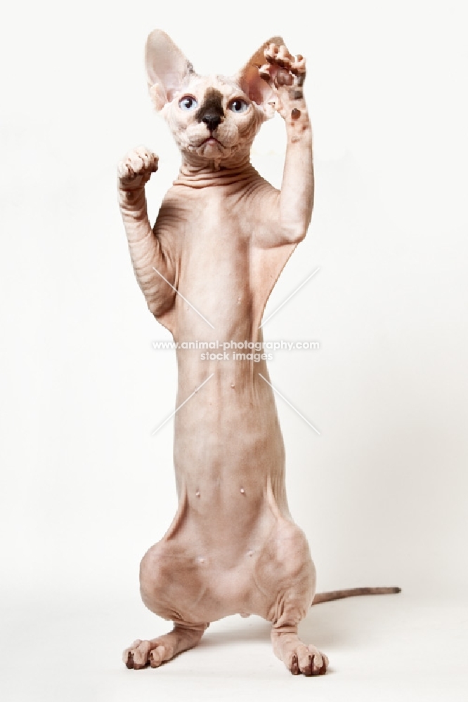 sphynx cat standing on her back feet