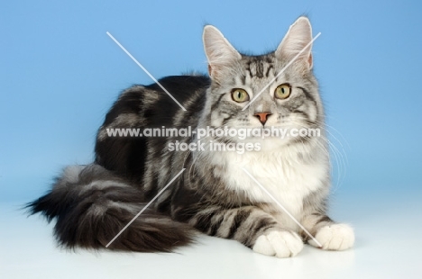 silver tabby maine coon, lying