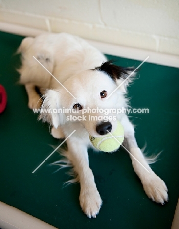 border collie mix with tennis ball in mouth