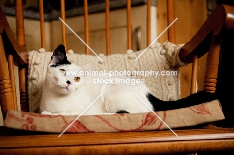 cat lying in chair