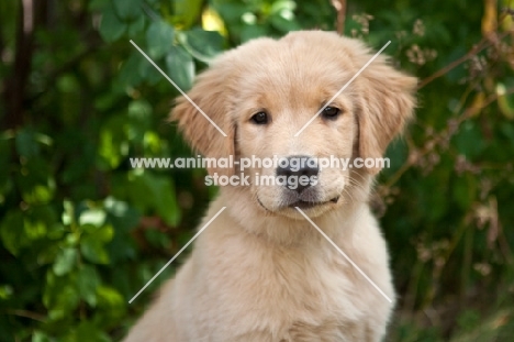 Golden Retriever Puppy with greenery