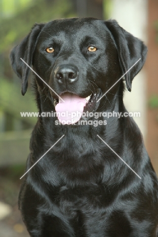 black Labrador portrait