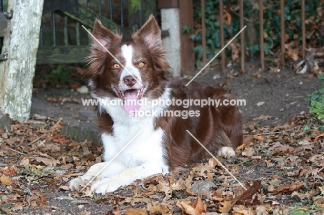 Border Collie lying down on leaves