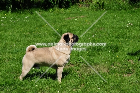 Retro Pug cross between pug and Parson Russell Terrier to improve breathing due to longer nose