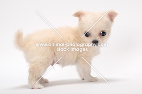 smooth coated Chihuahua puppy, looking towards camera