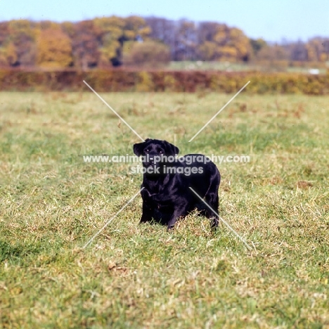 black labrador puppy in a field