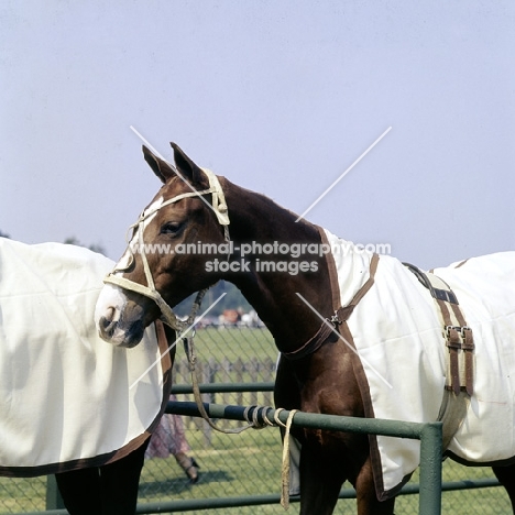 polo pony, rugged, at smiths lawn