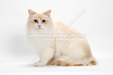 Cream Point Bi-Color Ragdoll cat