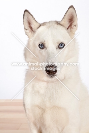 Siberian Husky cross bred dog