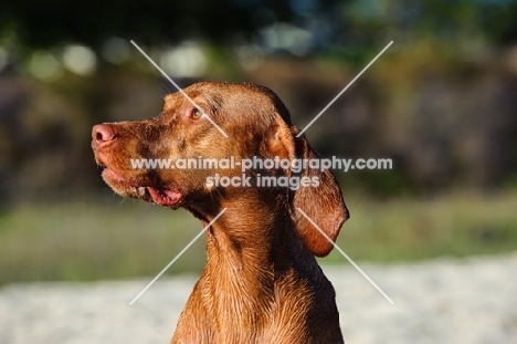 Hungarian Vizsla (shorthair), profile