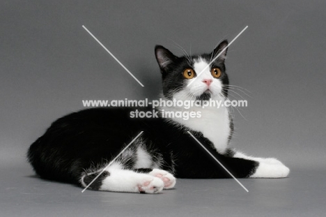 black and white Manx cat lying down