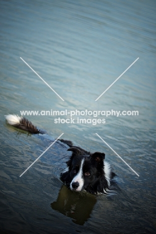 black and white border collie swimming in the blue water