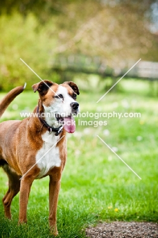 Boxer x Terrier dog